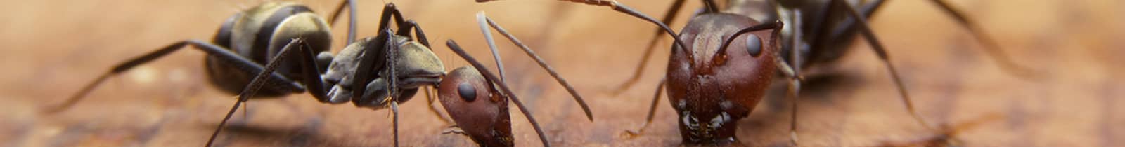 Ant-treatment pest control Nashville, TN
