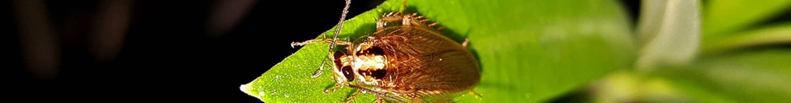 Cockroach-treatment pest control Nashville, TN