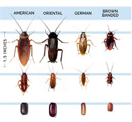 cockroach ID Nashville, Tennessee pest-control