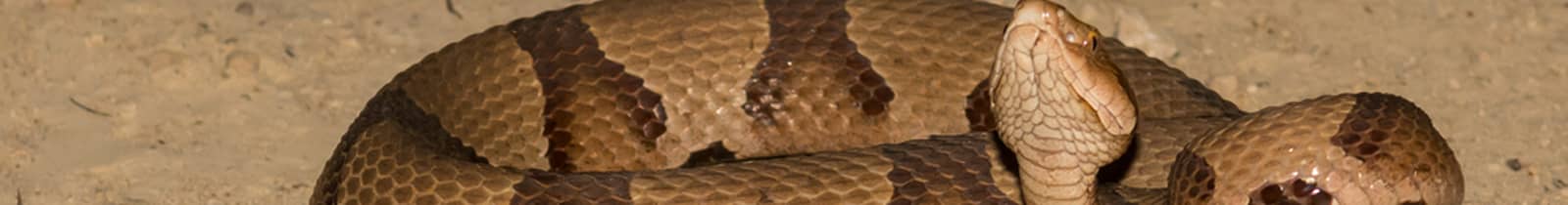 Snake removal pest control Nashville, TN