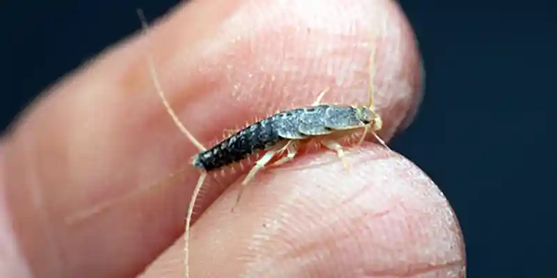 Are Silverfish Eating Your Clothes? Nashville, TN